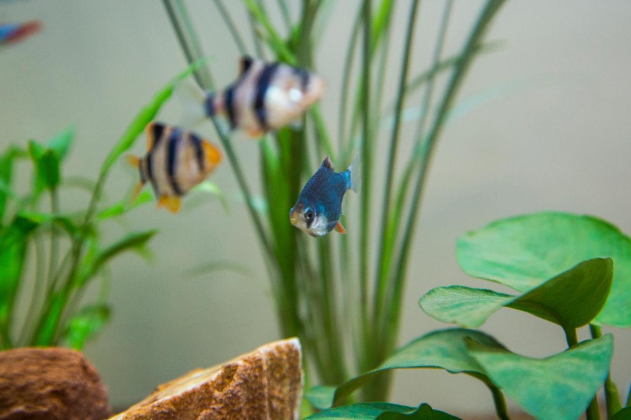 B&B Aquarium Σαν Μπενεντέτο ντελ Τρόντο Εξωτερικό φωτογραφία