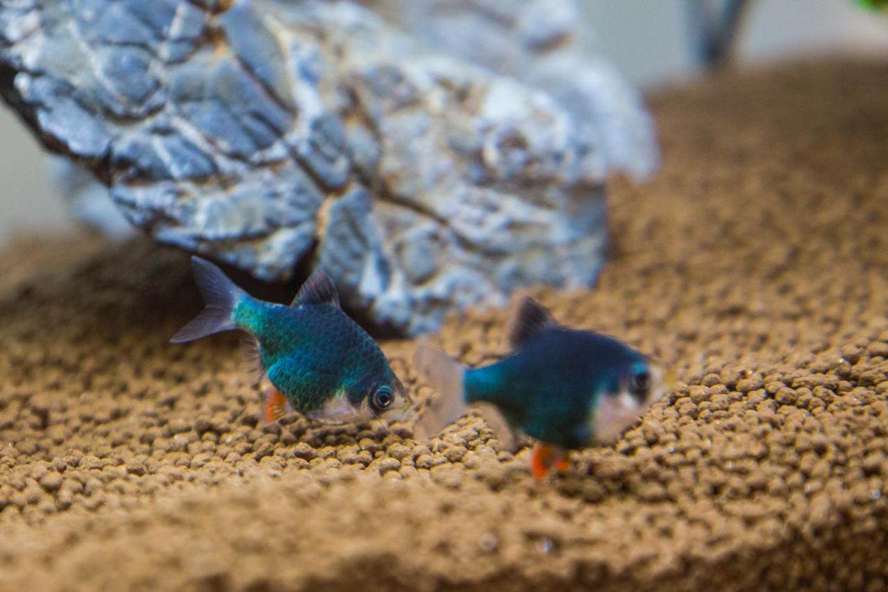 B&B Aquarium Σαν Μπενεντέτο ντελ Τρόντο Εξωτερικό φωτογραφία